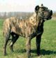Presa canario
