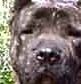 Presa canario