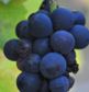 Uvas